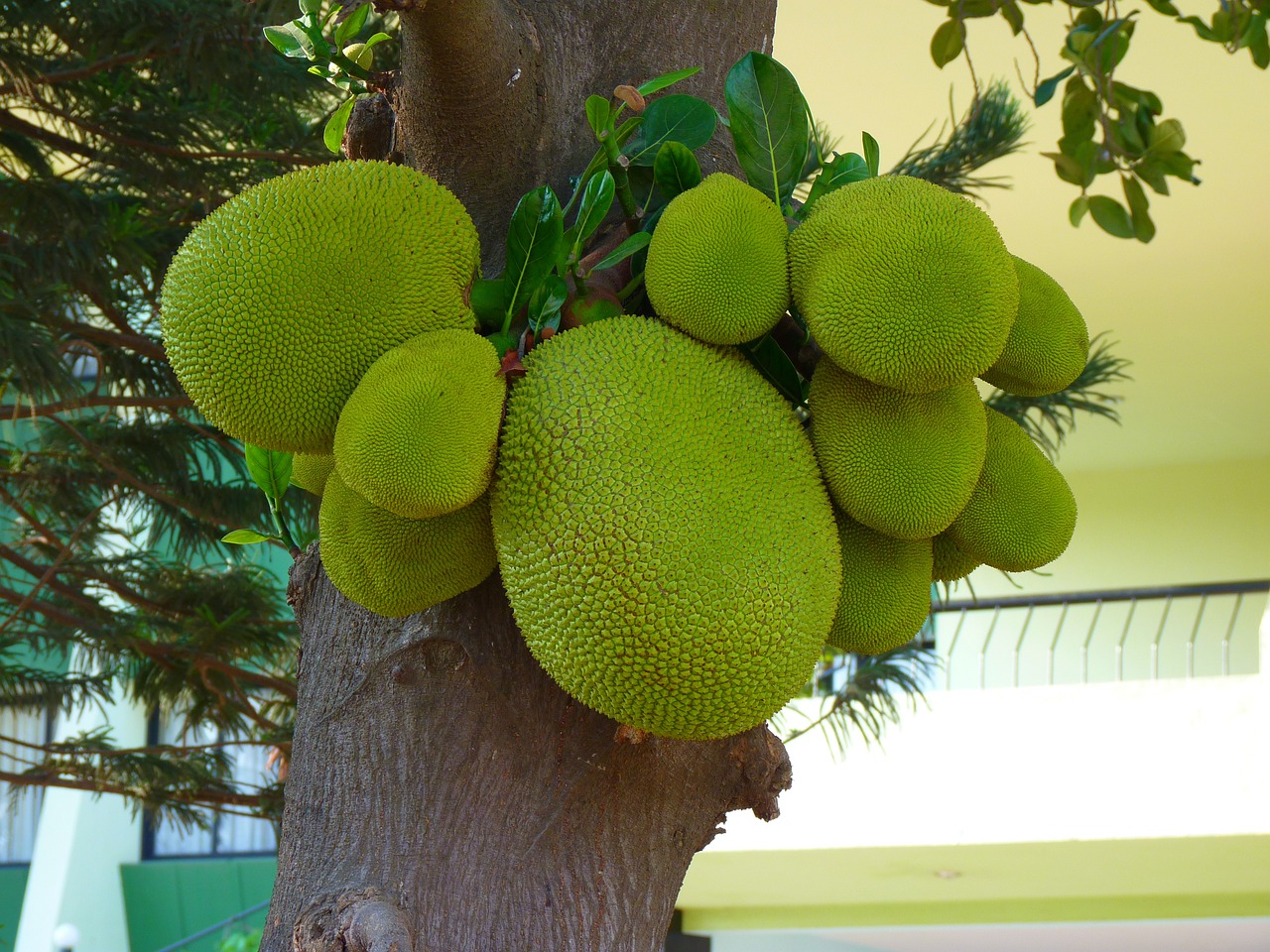The Amazing Health Benefits of Jackfruit